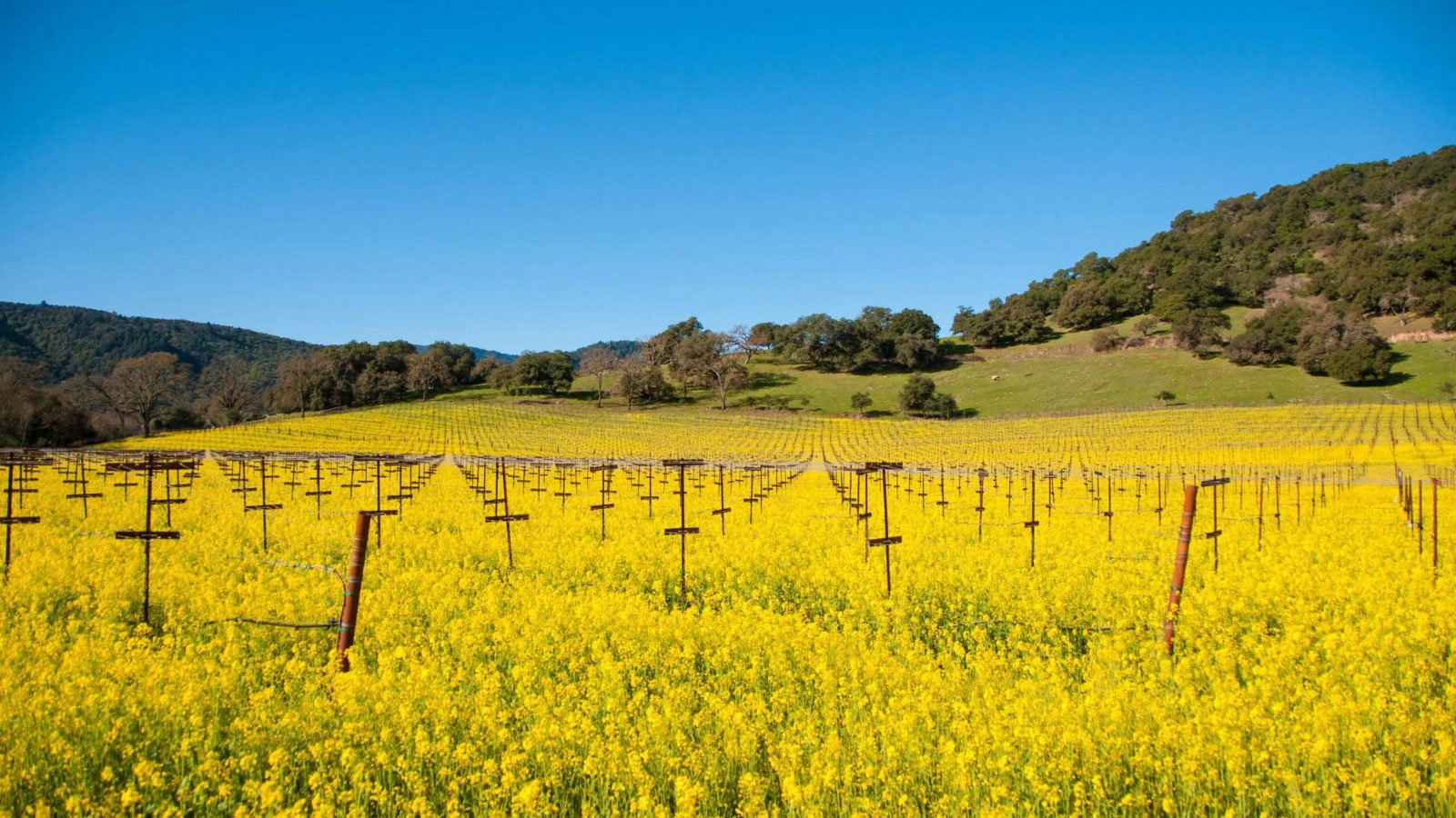 Napa vineyard with yellow mustard flowers in spring