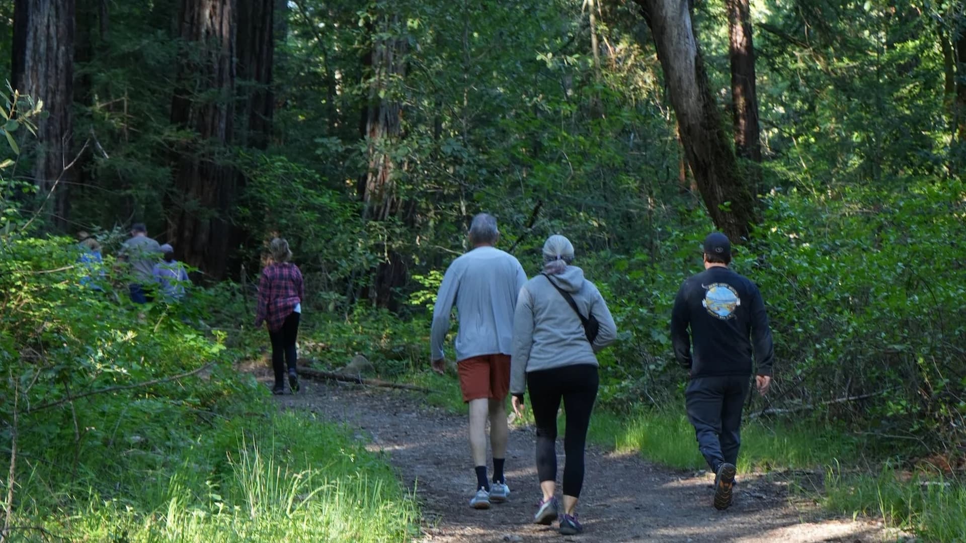 Group hiking along forest trail under tall trees