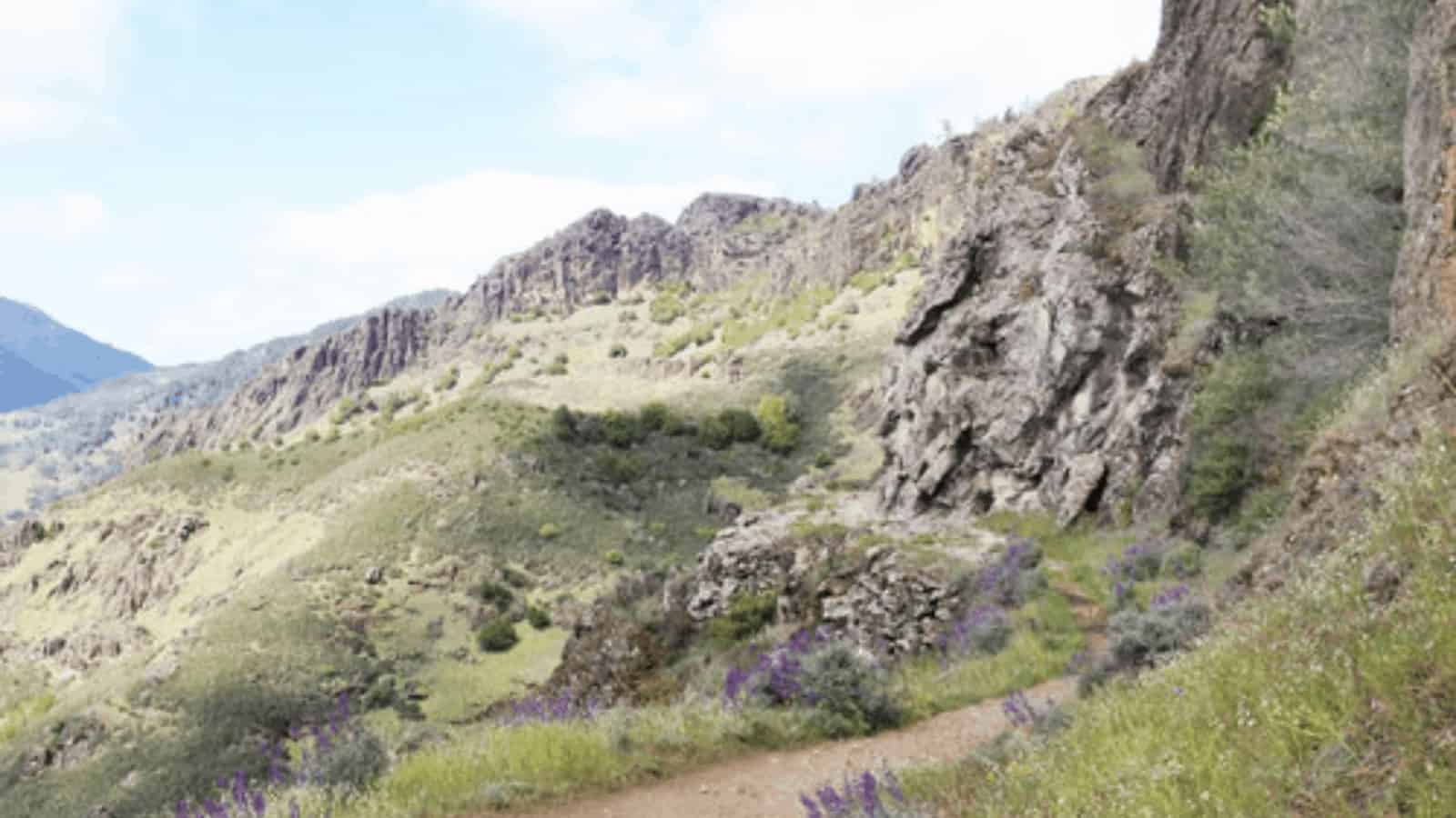 Rocky mountain trail with wildflowers