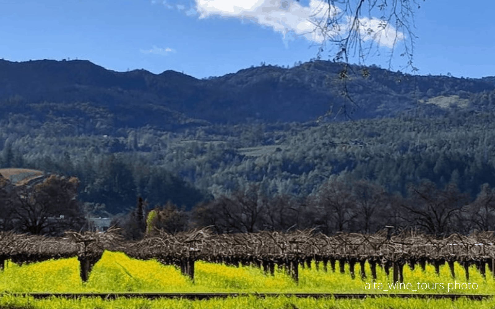 Vineyard with mountain backdrop and blue sky