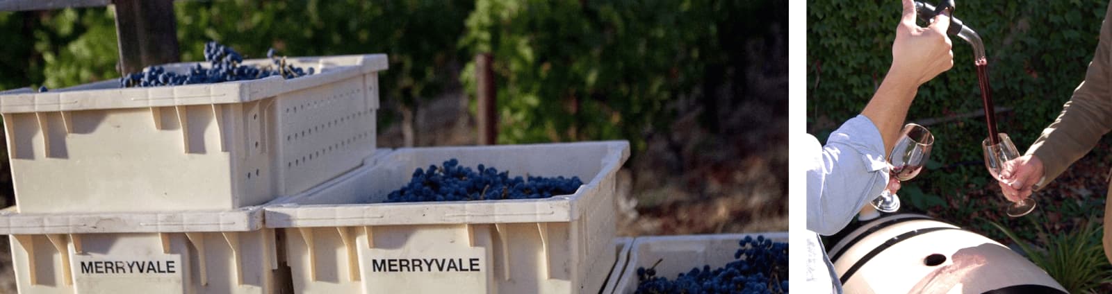 Harvested grapes and wine tasting at Merryvale vineyard.