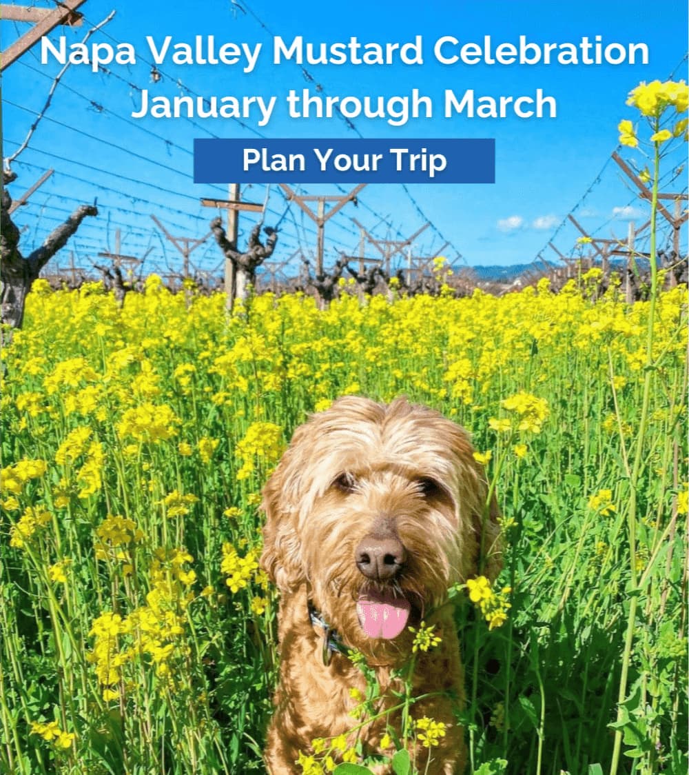 Dog in Napa Valley mustard field, plan your trip.