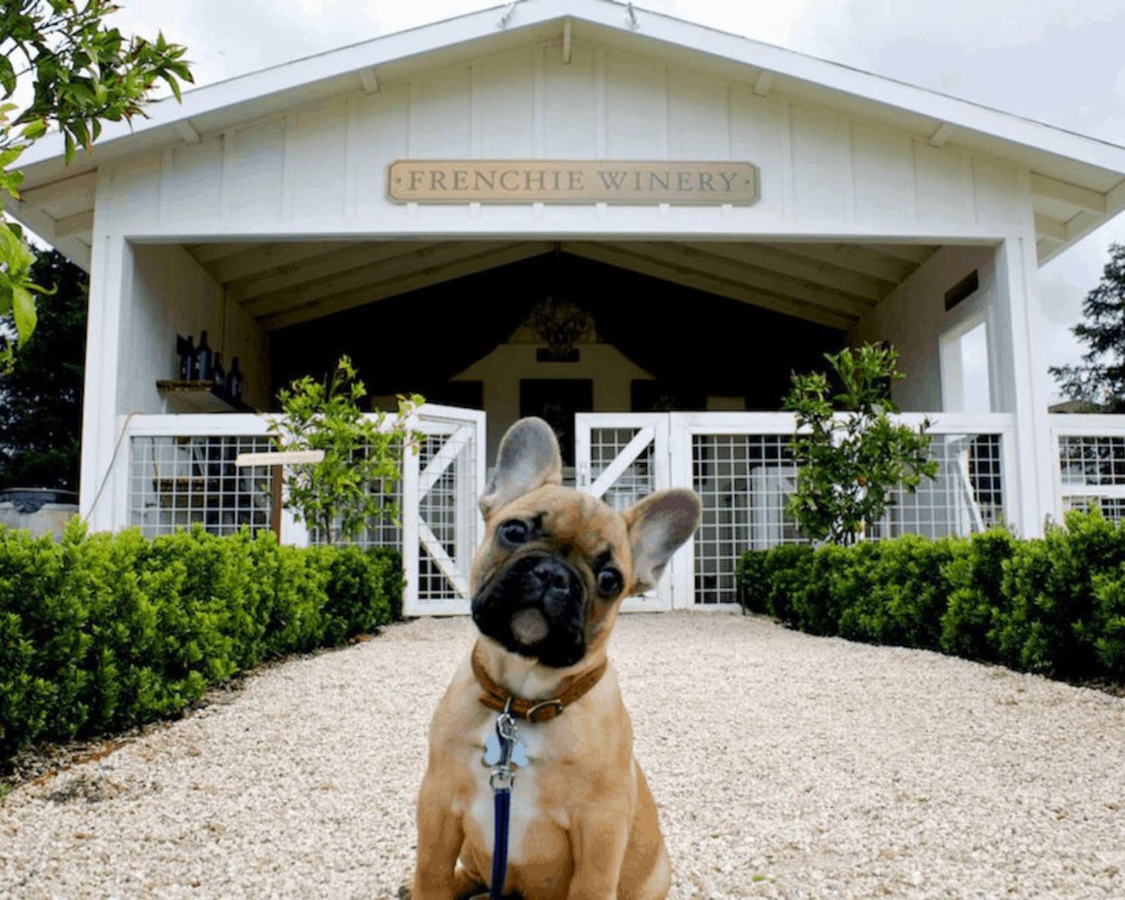 Cute French Bulldog at Frenchie Winery entrance