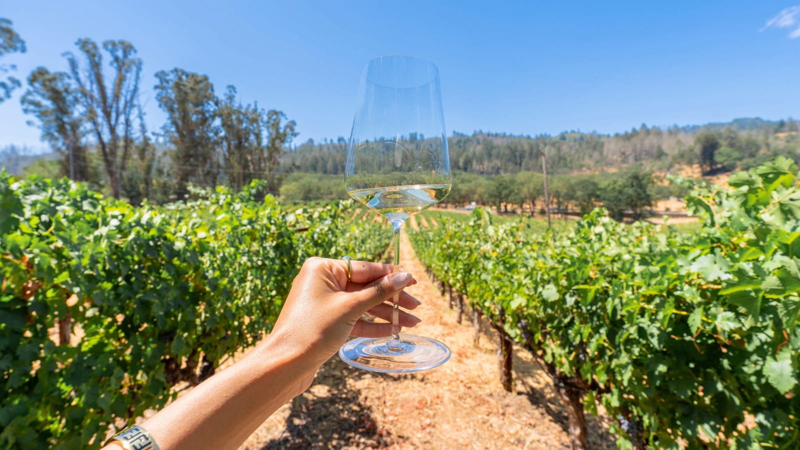 Hand holding wine glass in vineyard