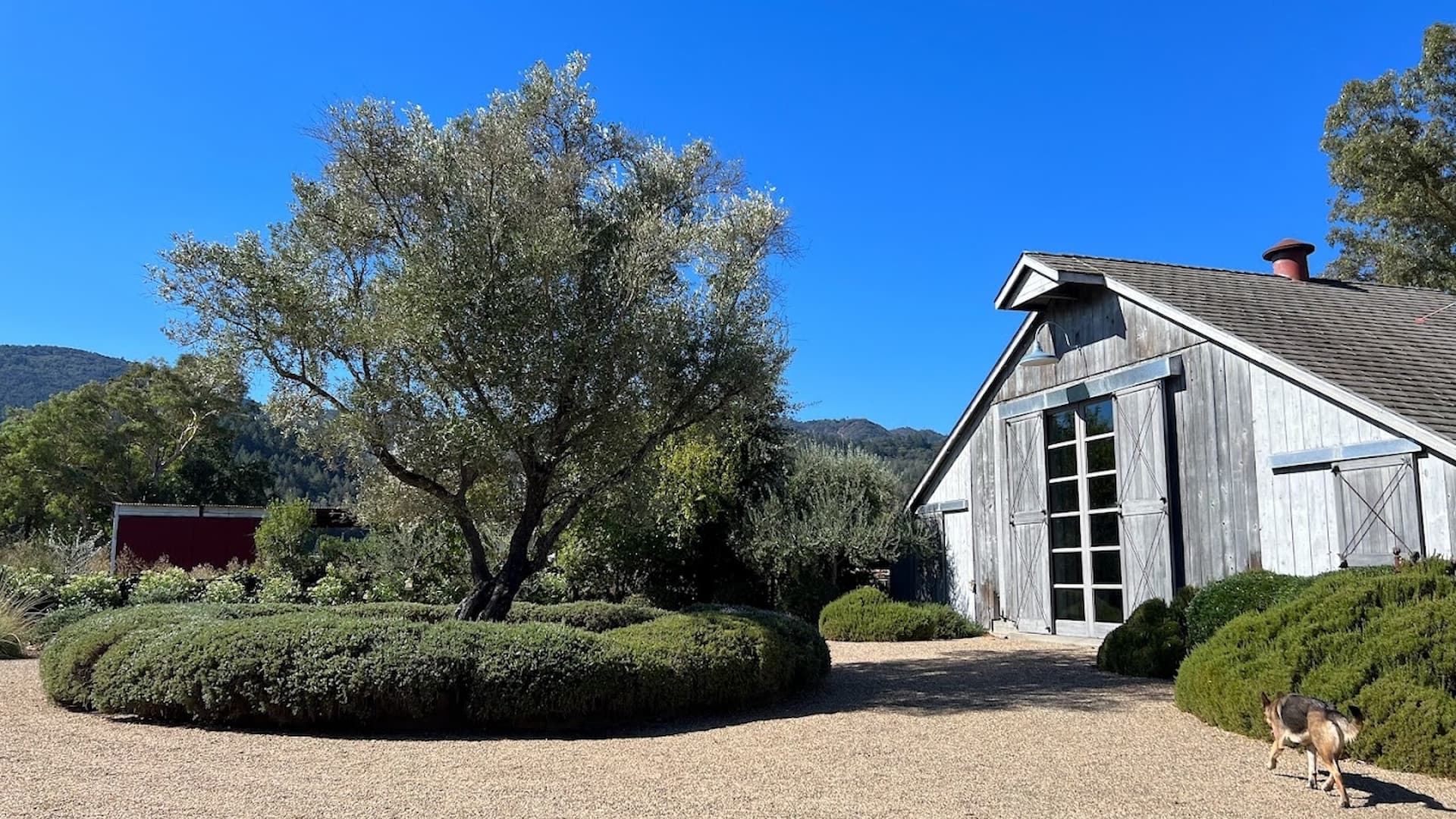 Rustic barn with tree, shrubs, and a dog.