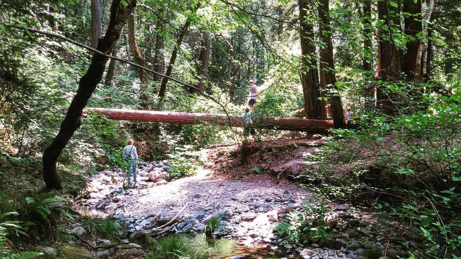 Hikers in a dense forest with fallen tree bridge.