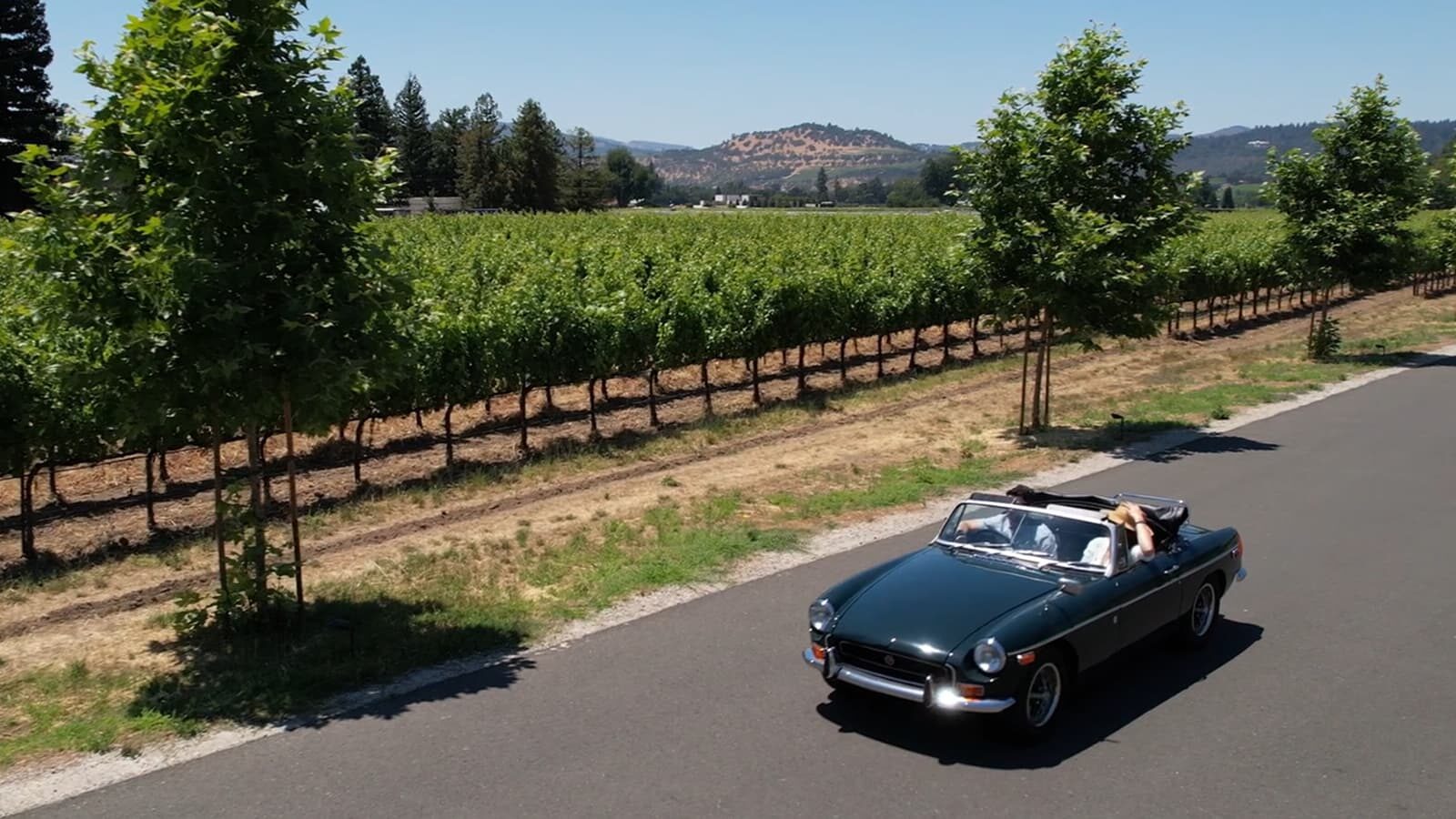 Vintage convertible drives through vineyard.