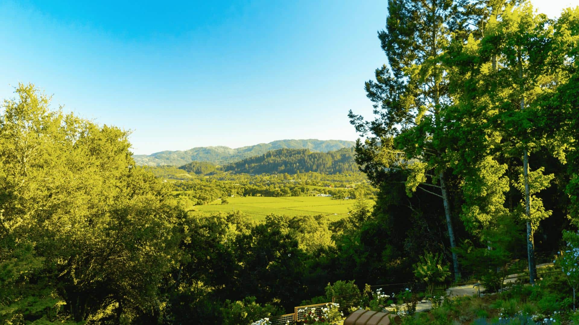 Scenic vineyard view with trees and mountains.