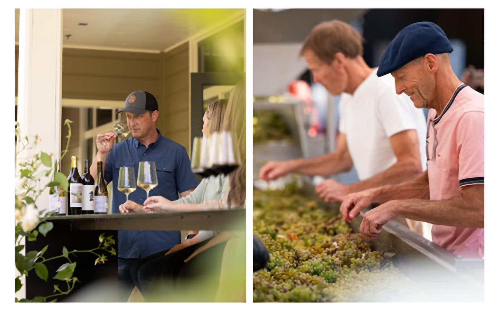 Wine tasting and grape sorting in vineyard