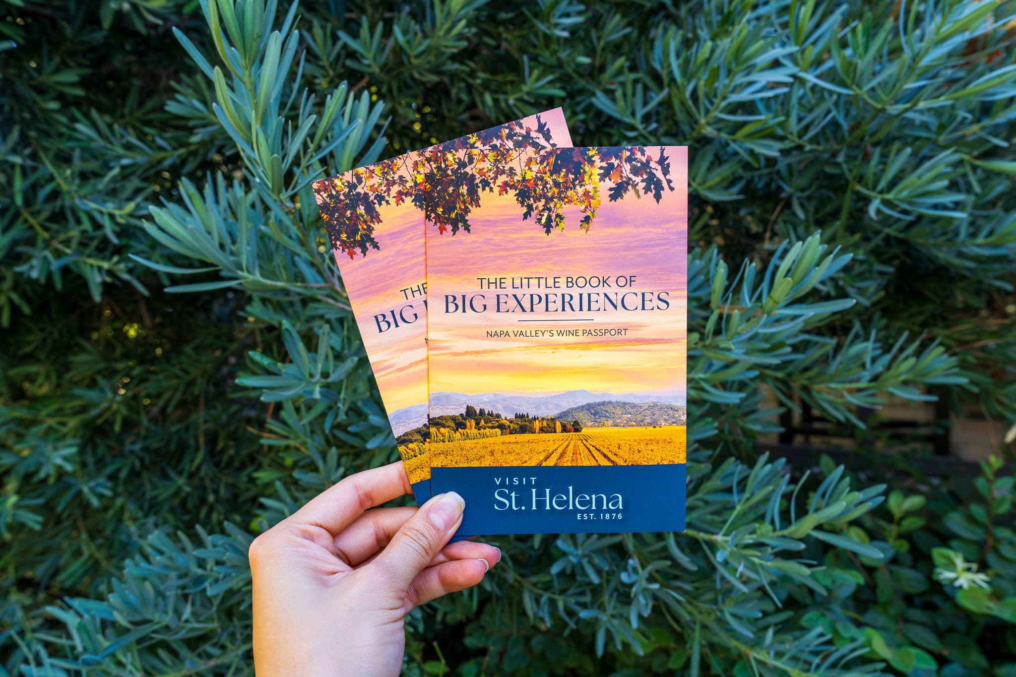 Hand holding St. Helena wine passport brochures
