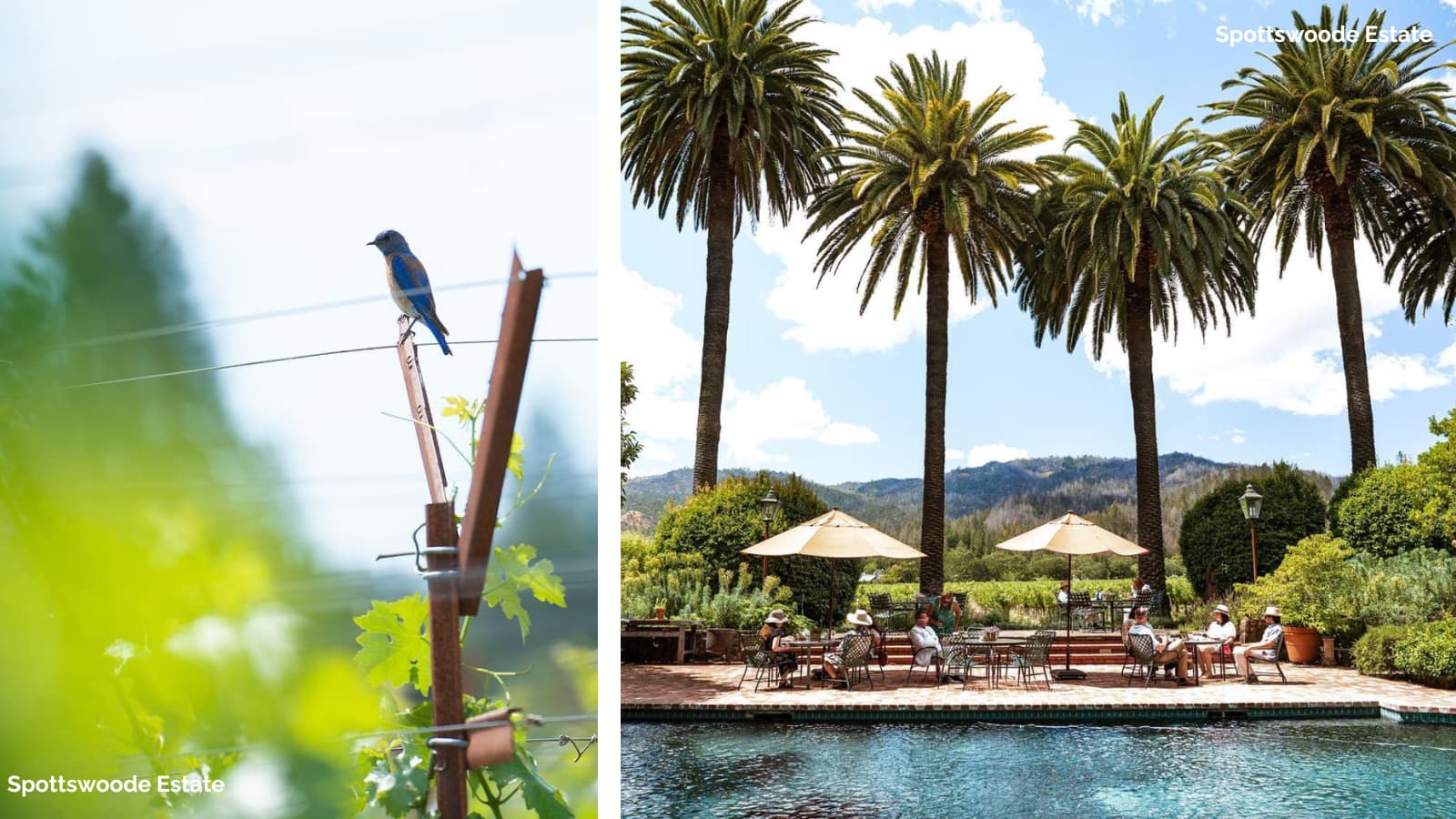 Bird perched. People relaxing by pool at Spottswoode Estate.