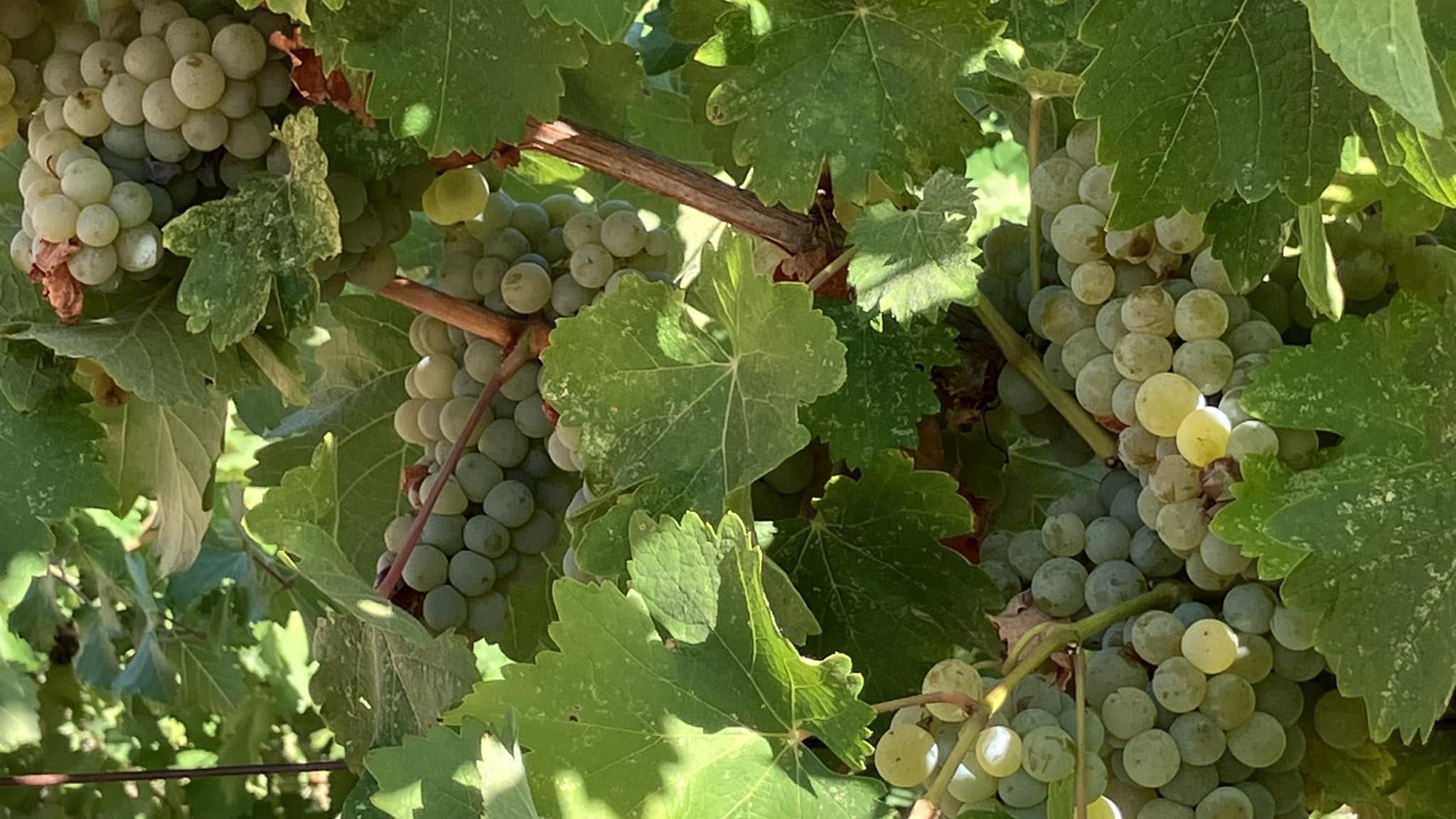 Bunches of green grapes on vine