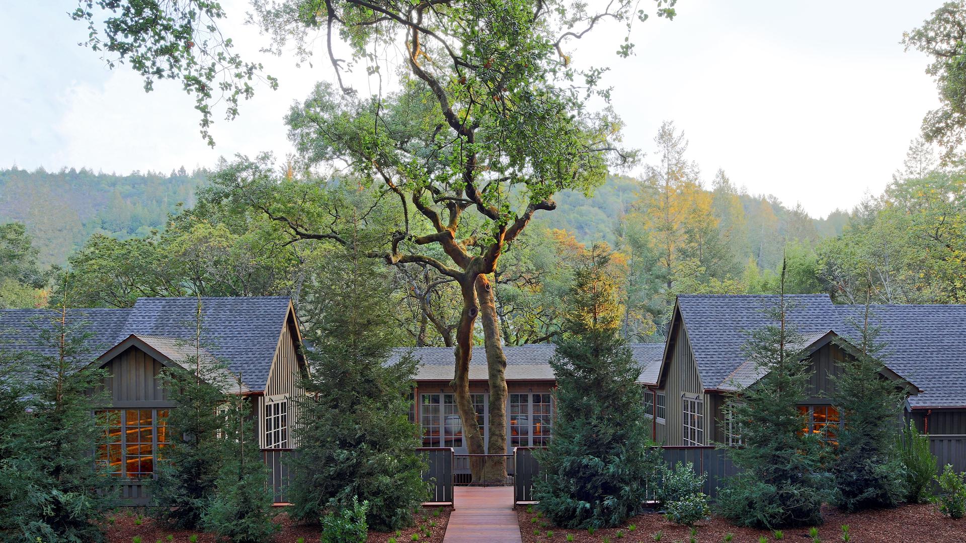 Forest cabin nestled among tall trees