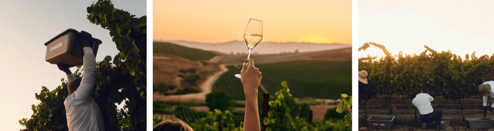 Harvesting grapes at vineyard, sunset view with wine.