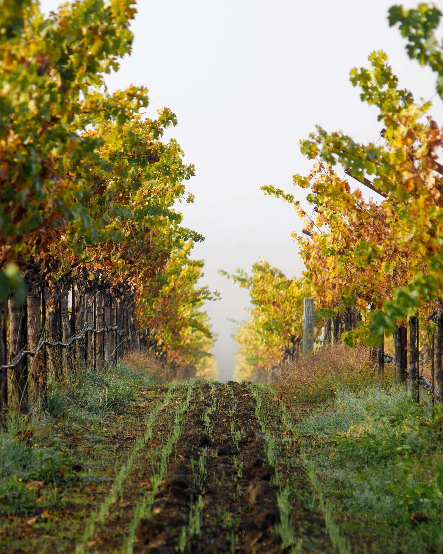 Vineyard aisle with green and yellow grapevines.