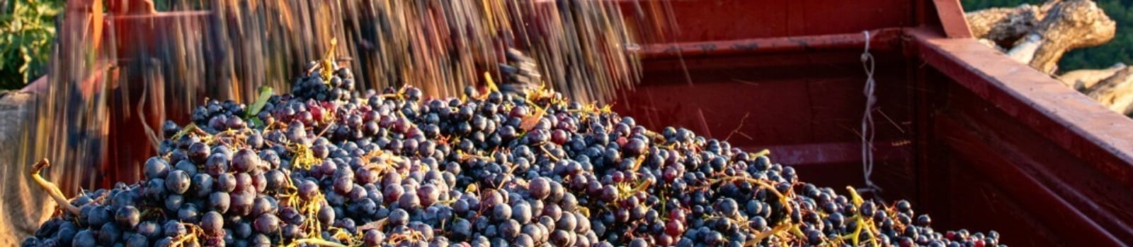 Dark grapes pouring into a harvest bin
