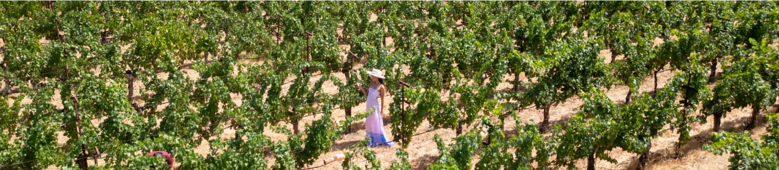 Woman in white dress walking through sunlit vineyard rows