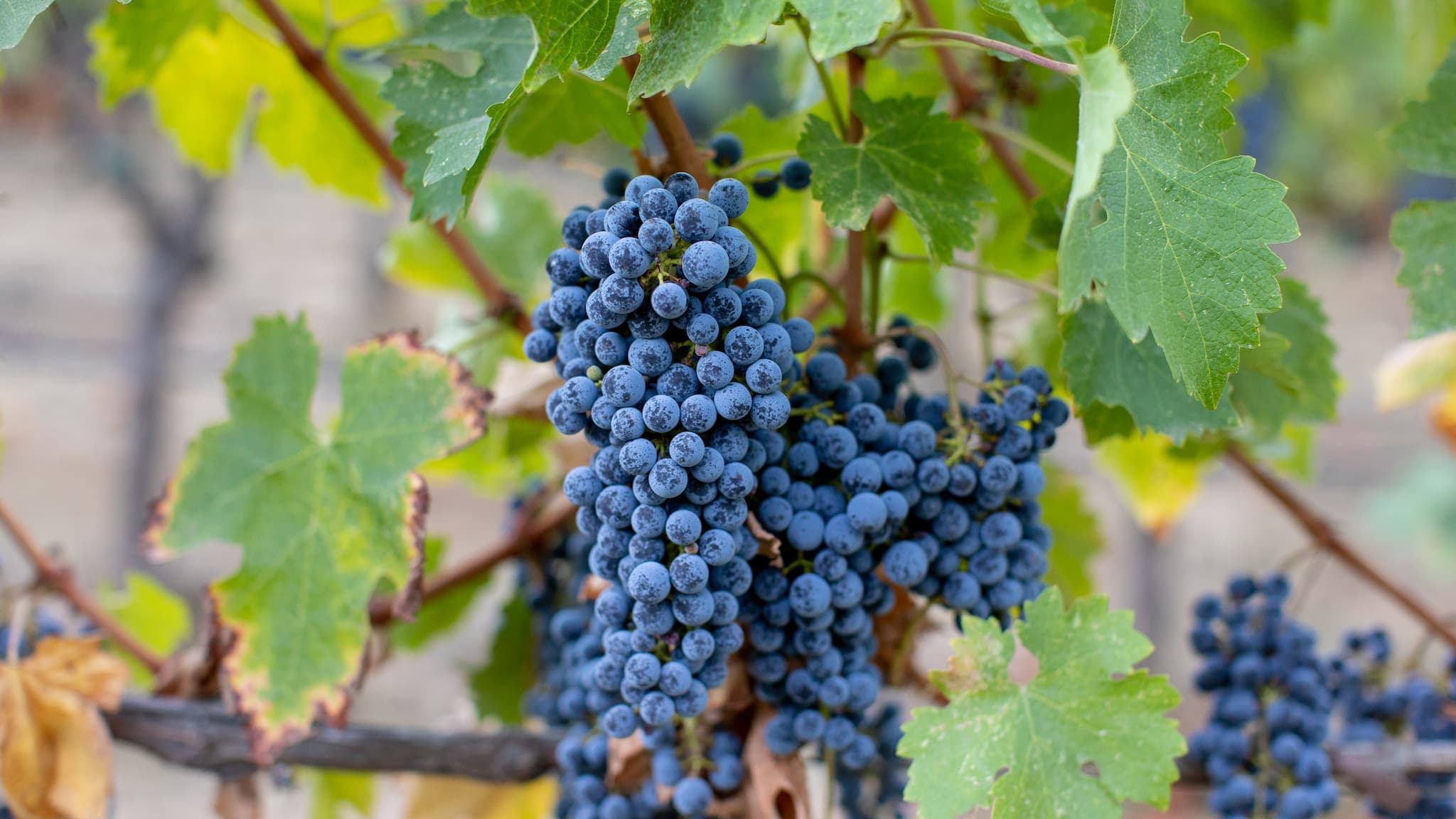 Cluster of dark grapes on vine.