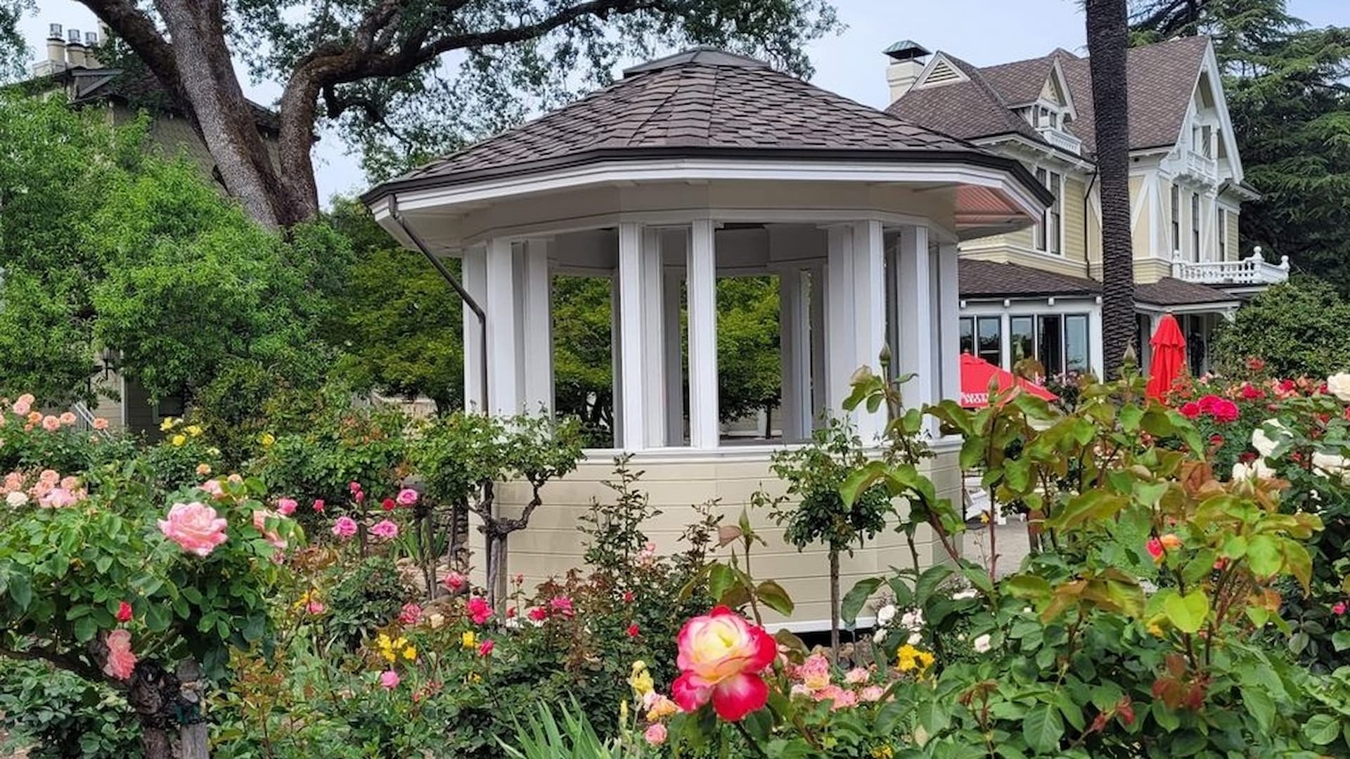 Gazebo surrounded by colorful roses in garden setting.