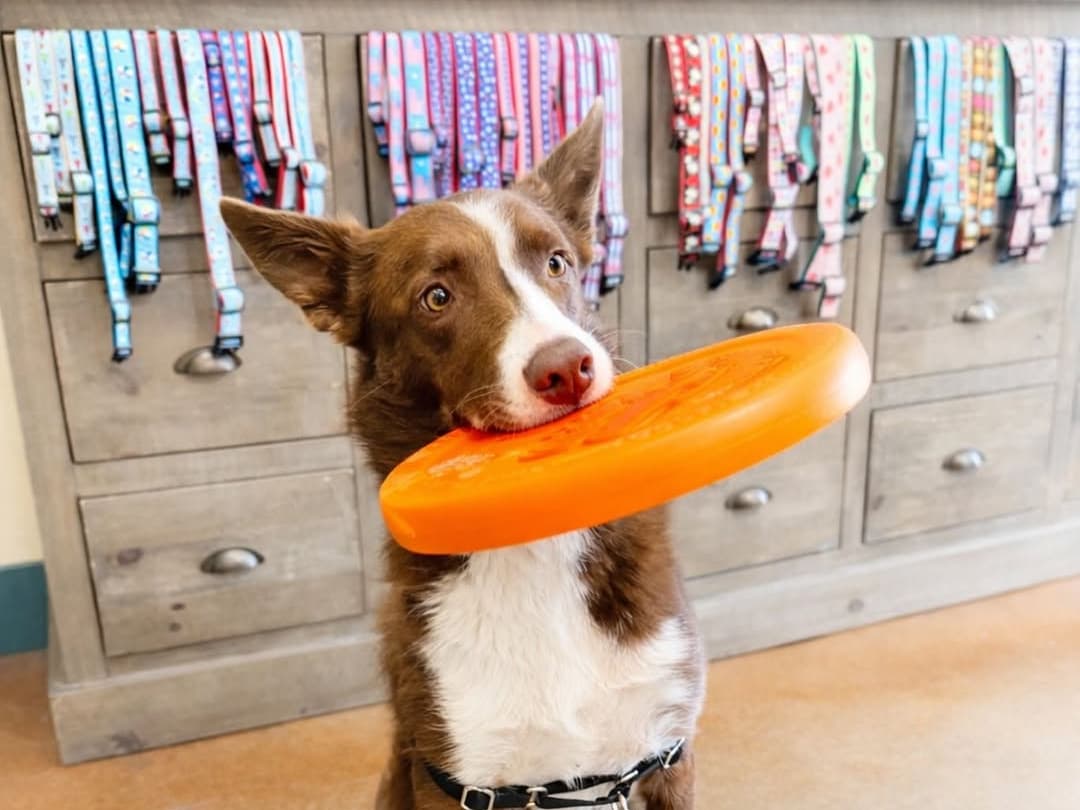 Brown and white dog holding orange frisbee indoors