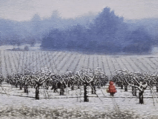 Person in red coat walking through snowy vineyard