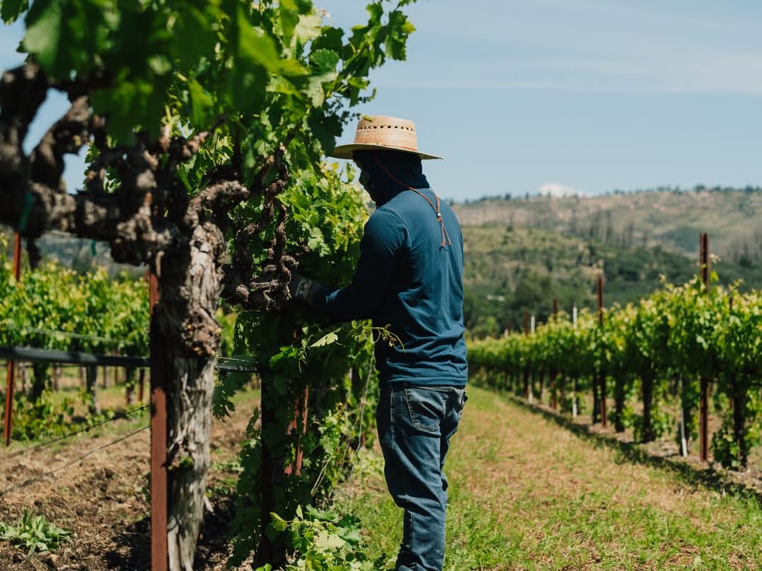 Worker tending grapevines in sunny vineyard