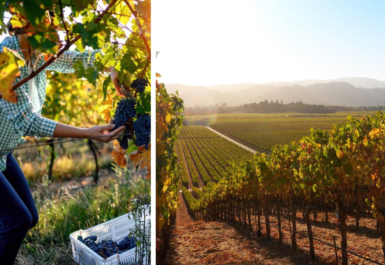 Harvesting grapes in sunny vineyard landscape
