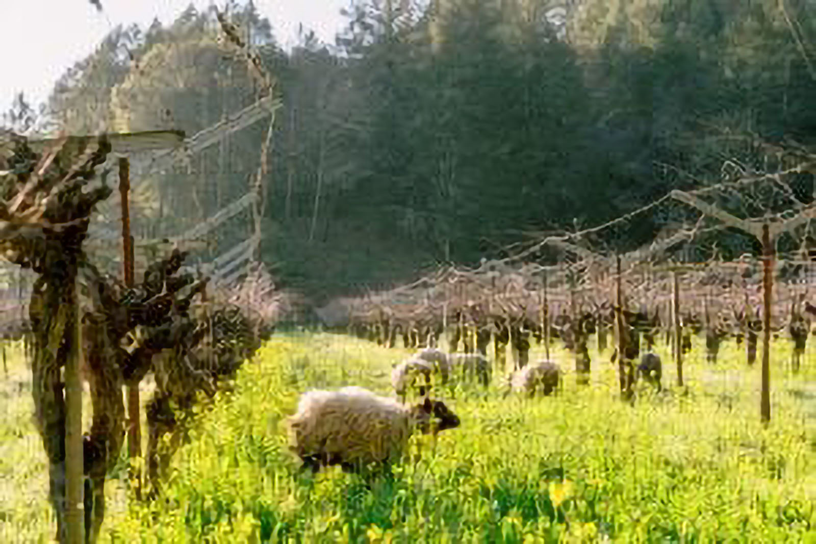 Sheep grazing in a vineyard