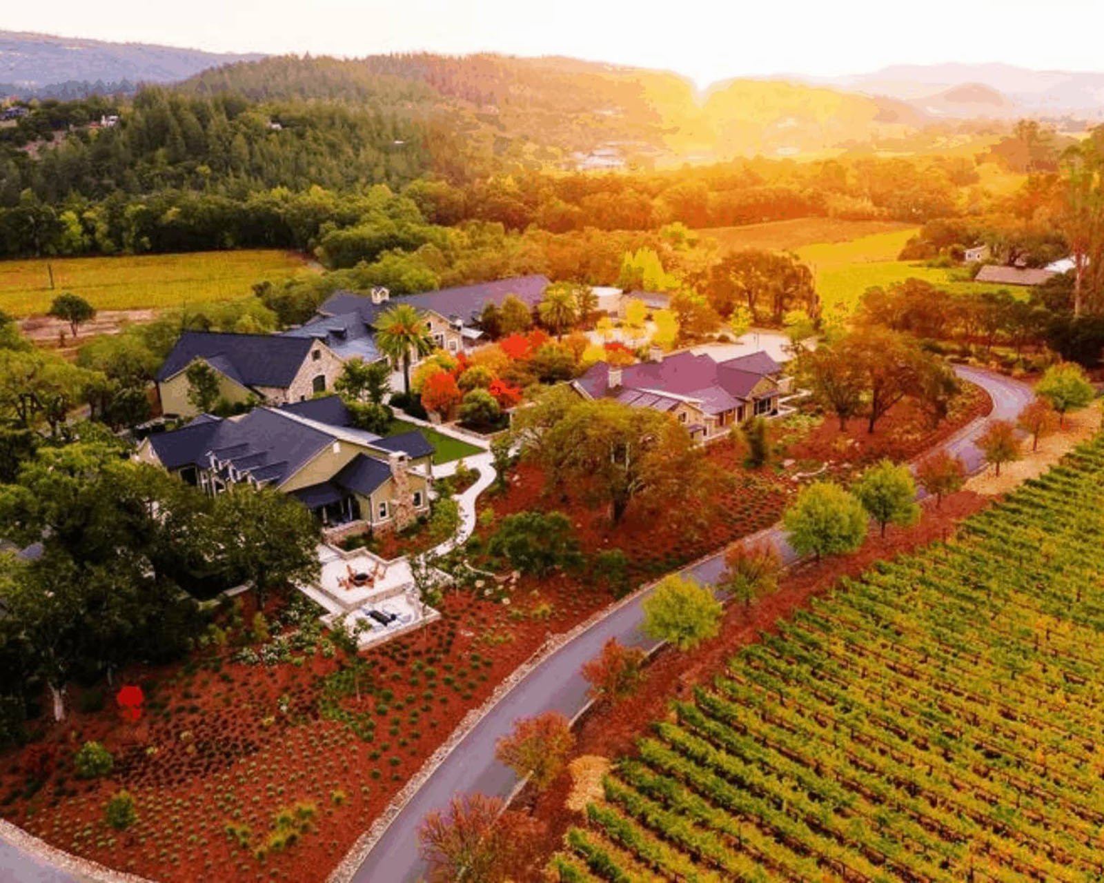 Aerial view of vineyards and countryside homes at sunset.