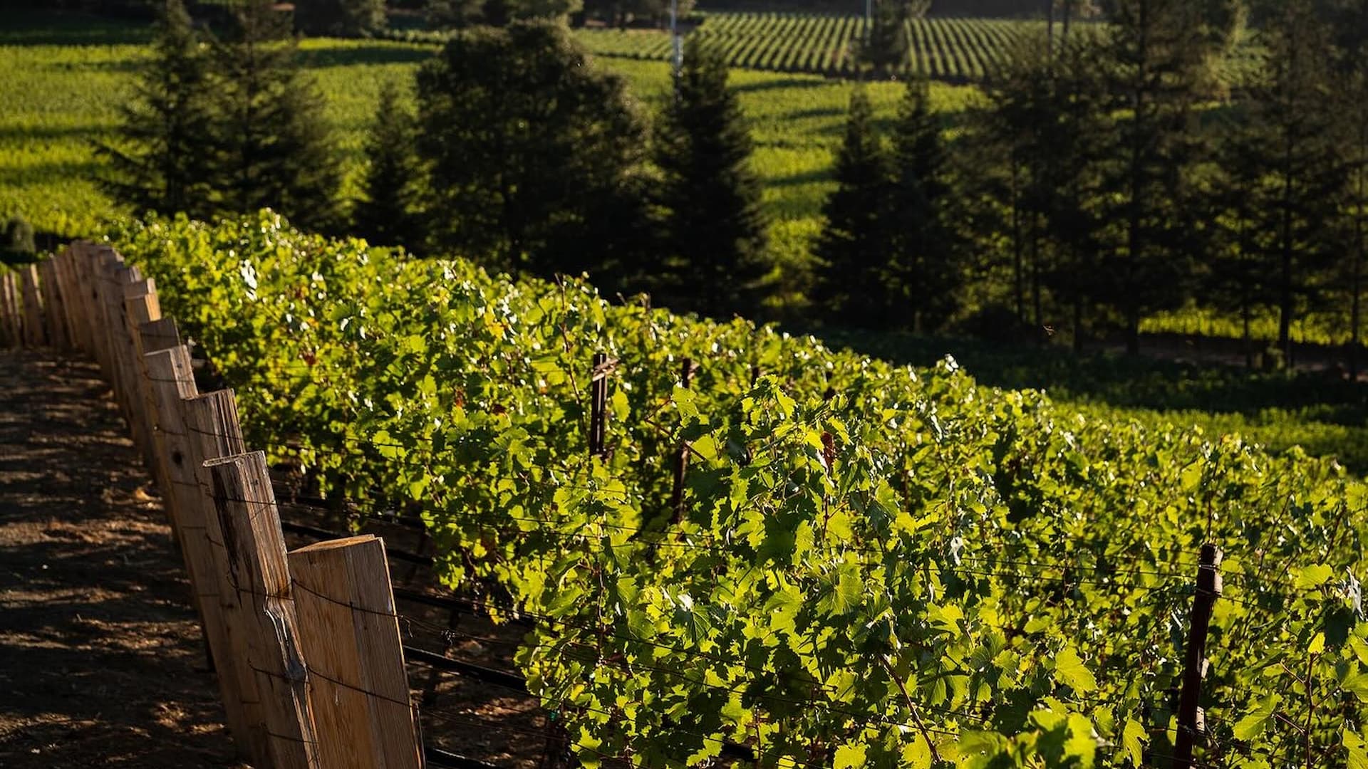 Lush vineyard with wooden posts and greenery.