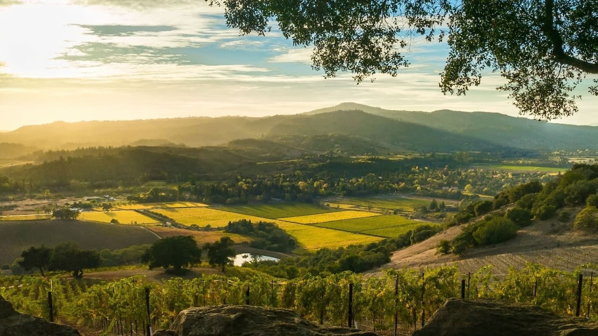 Sunlit vineyard landscape with rolling hills view.