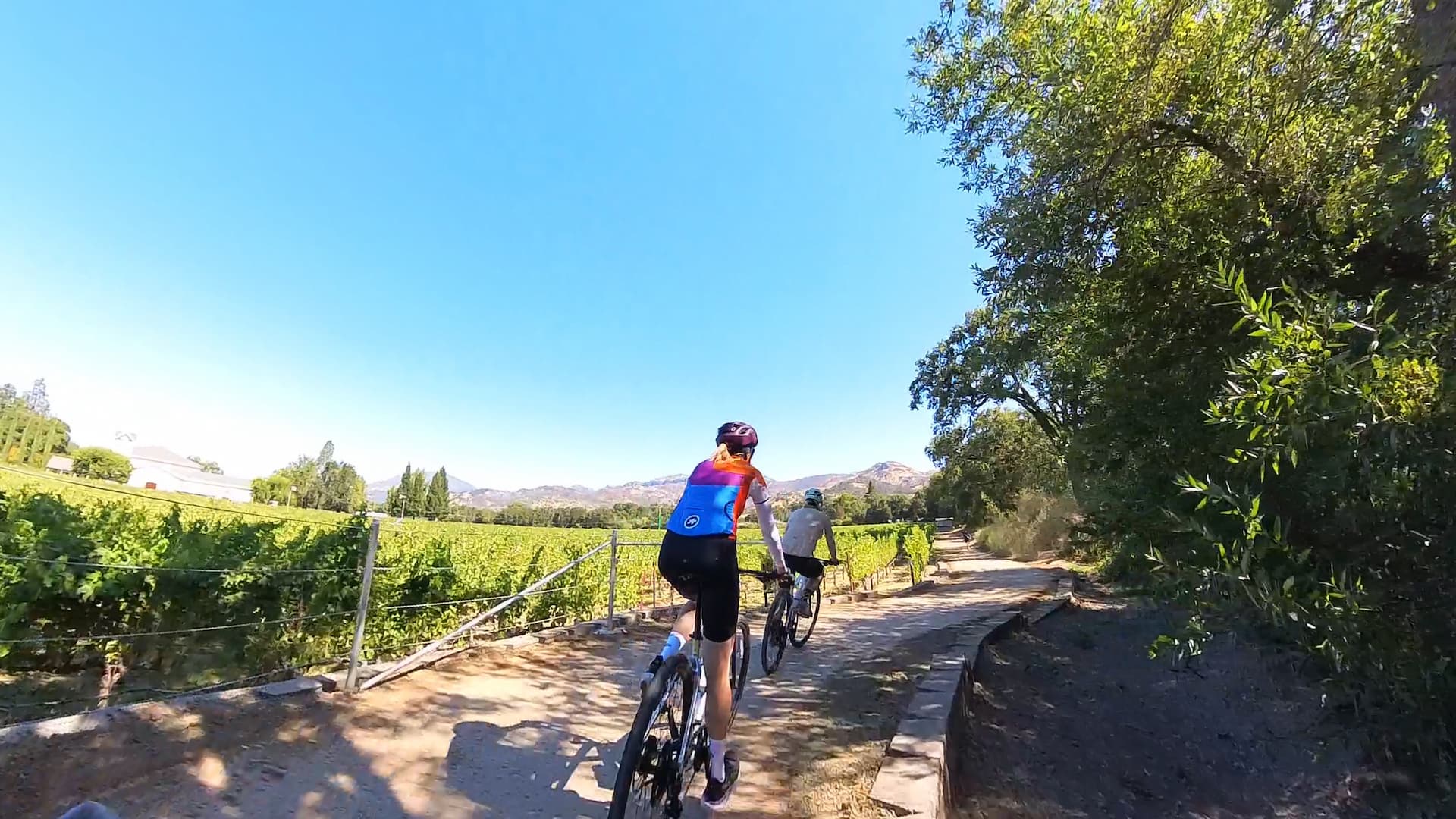 Cyclists riding through vineyard trail on sunny day.