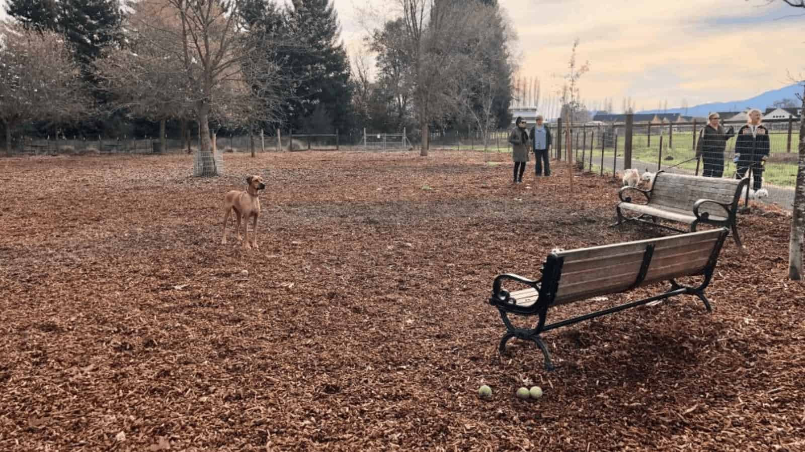 Dog park with benches and people walking dogs