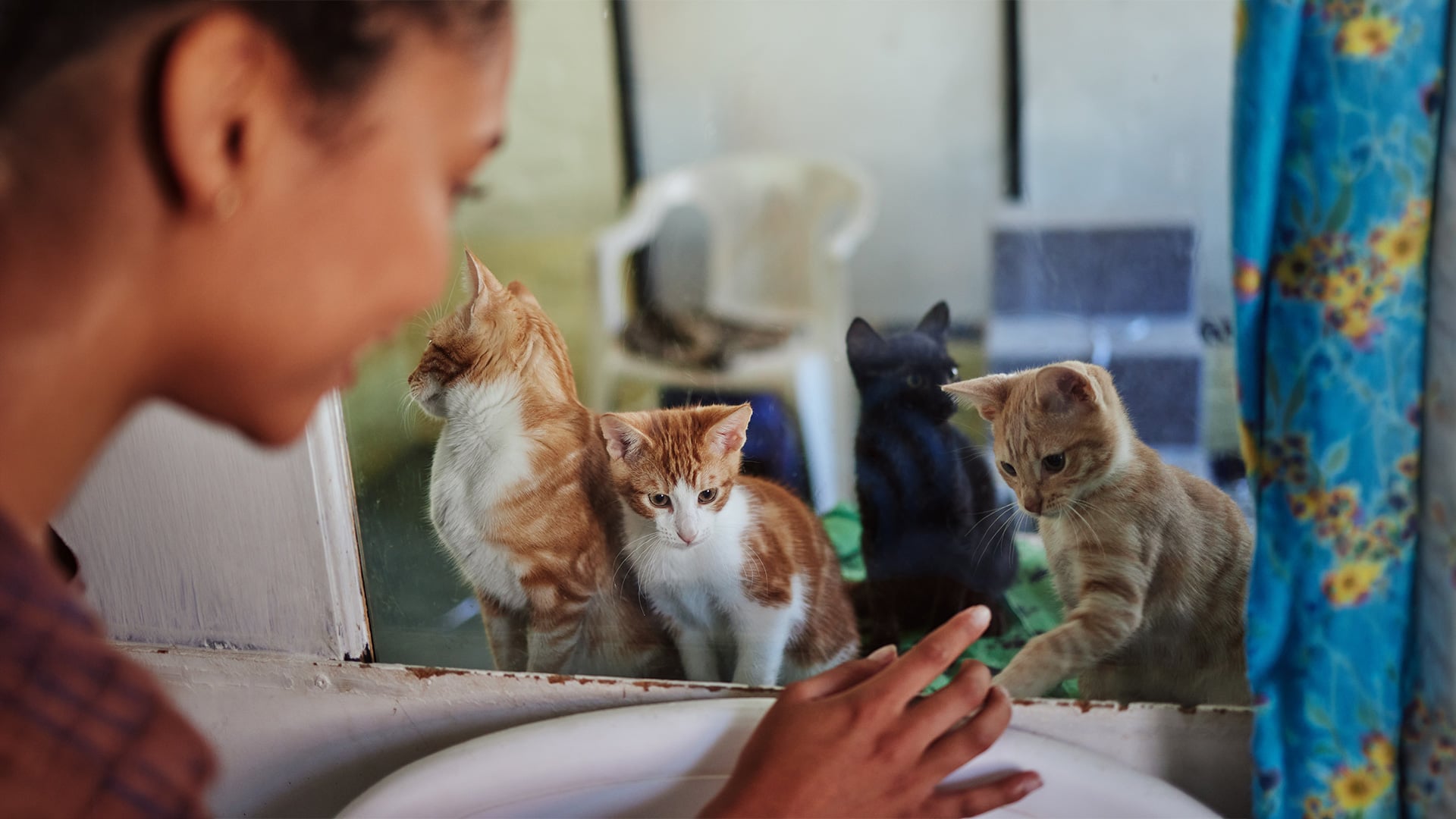 A woman touching window watching four curious cats
