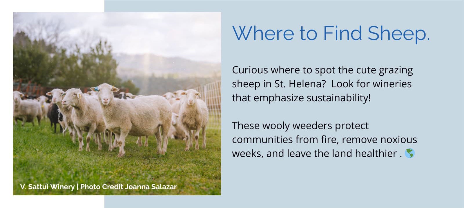 Sheep grazing at a sustainable winery in St. Helena.