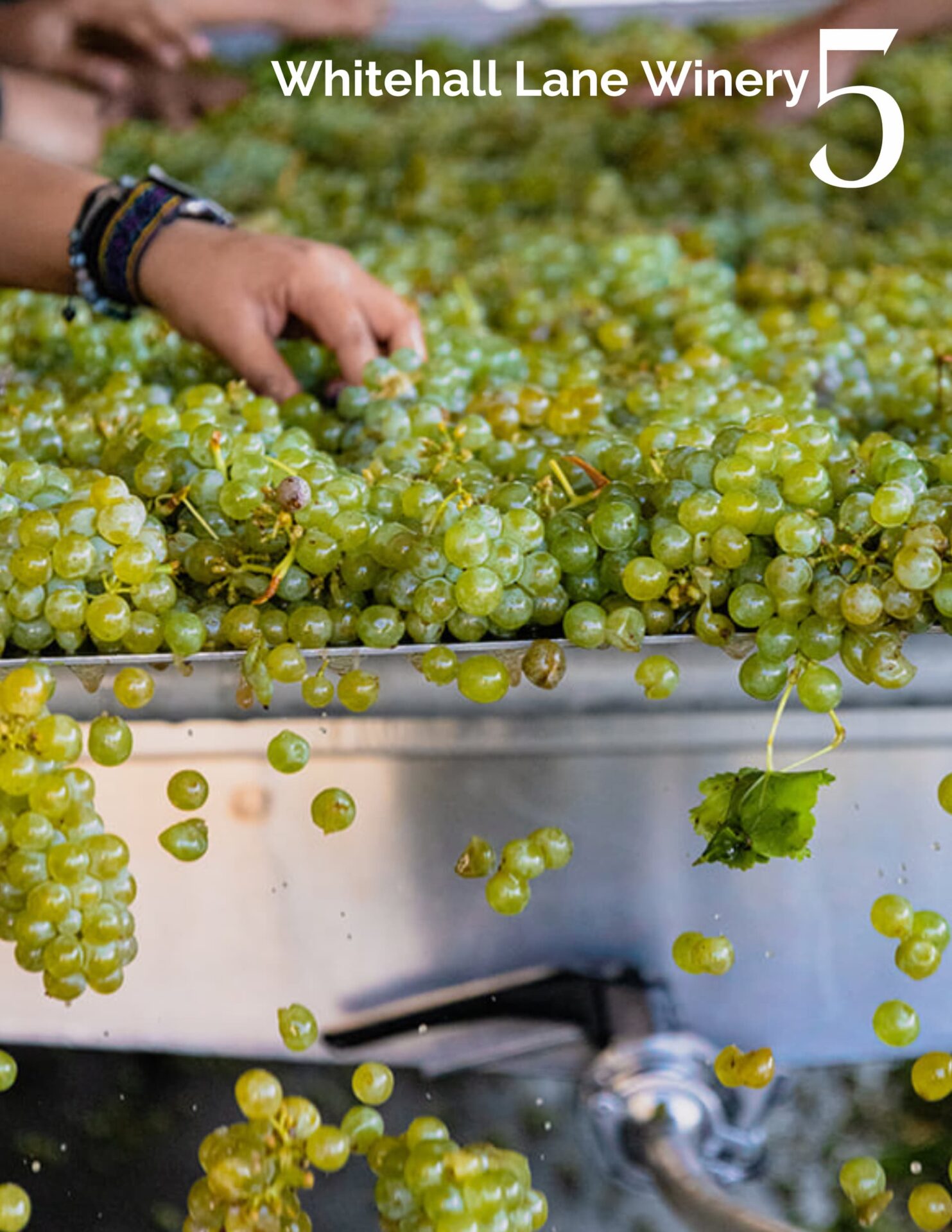 Sorting green grapes at winery