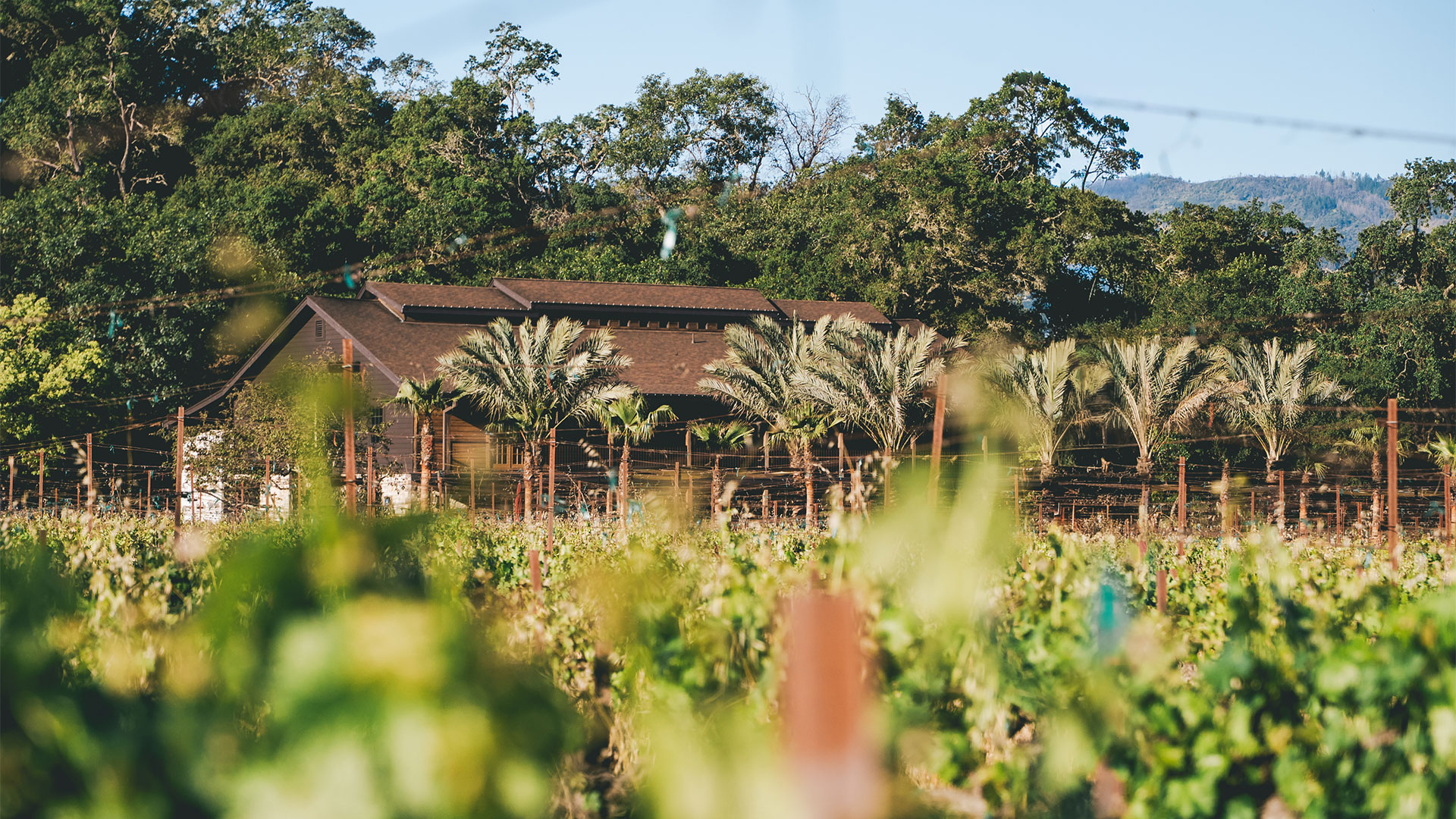 Vineyard with farmhouse and palm trees