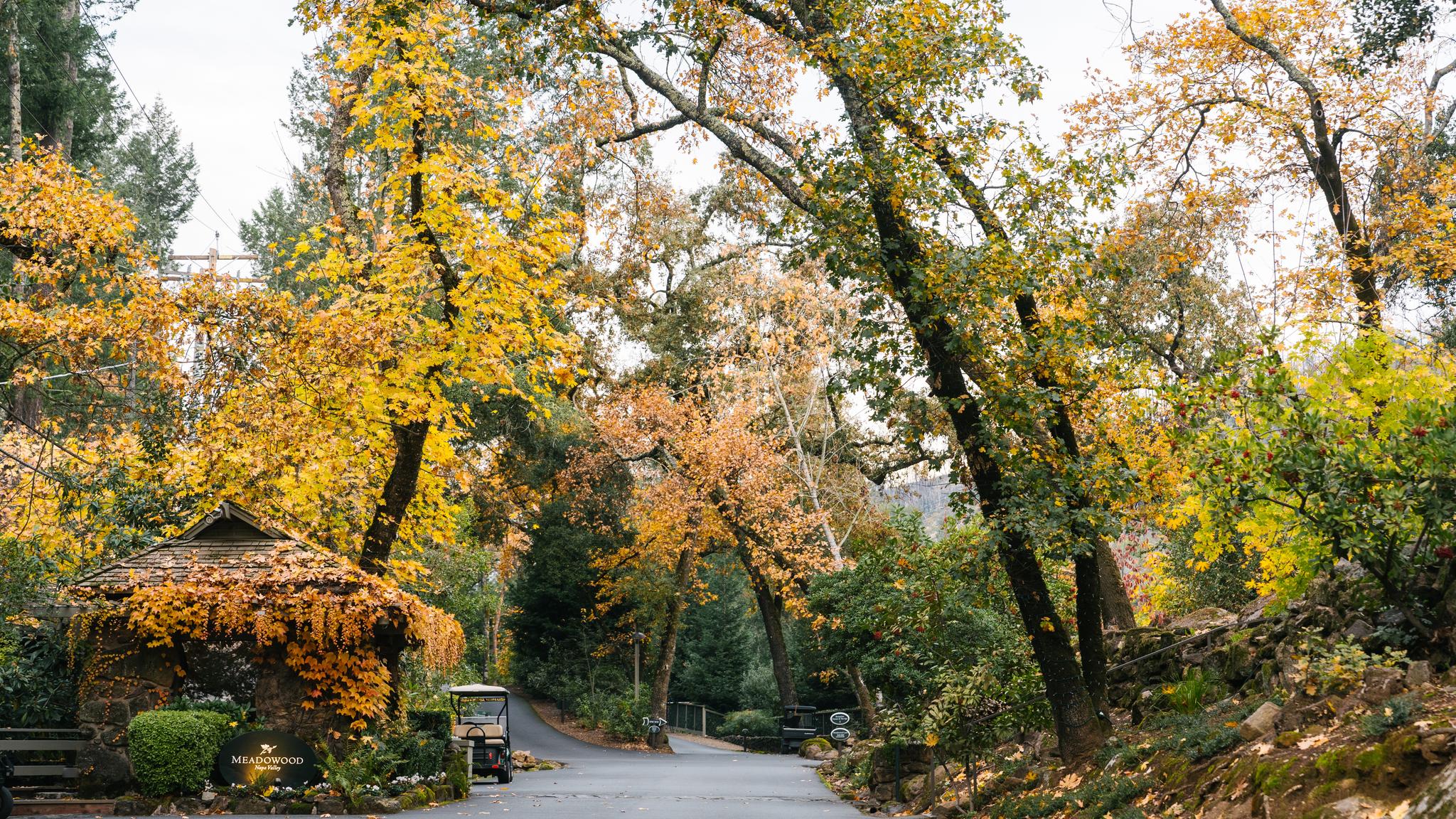 Scenic autumn path with colorful trees and gazebo.